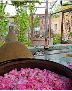 گلابگیری سنتی میراث گل کعبه