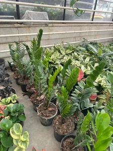 گلخانه گیاهان آپارتمانی آندیس 2
