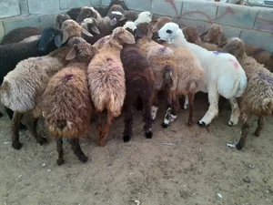 کشتارگاه های بهداشتی دام در مشهد 4