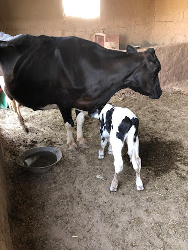 گاوداری کرباس ,Karbas dairy farm