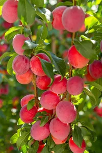 دکتر مسعود محمدی سراملو