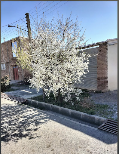 وایقان