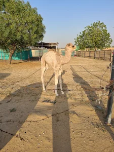 Camel Firm