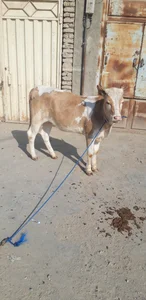 قصابی توکلی 3