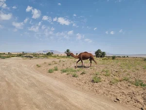 نخلستان طرود