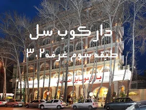دارکوب سل