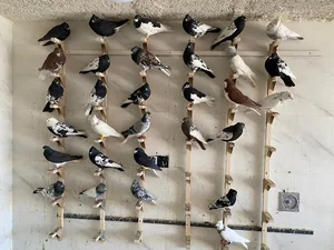 مرودشت