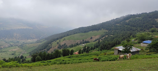 ییلاق بیلی