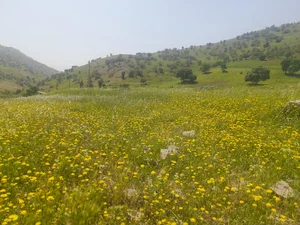 منطقه ی ایلی احمدوند(هَمیوَن)کرمانشاه بخش درودفرامان