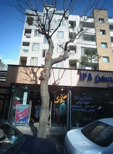 پوشاک شاپرک