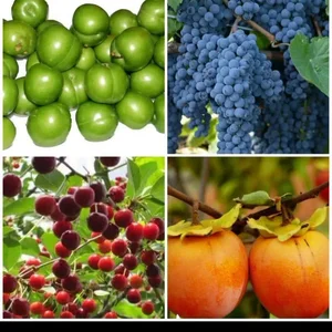 میوه فروشی اقای زاهدی