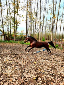 باشگاه سوارکاری سهند. SAHAND equestrian club