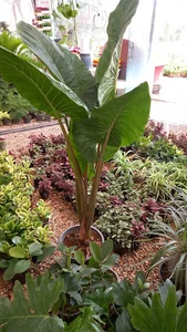 گل‌سرای نرگس