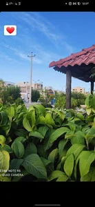 بوستان کتاب