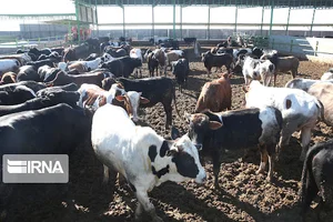 دامداری صنعتی هزار رأسی حسین آکوش