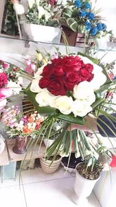گل سرو نقره‌ای