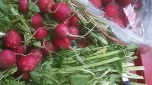 بازار میوه و تره بار تهرانسر