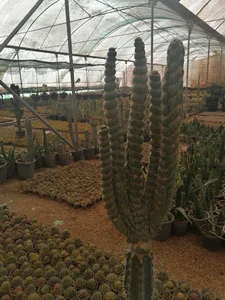 گلخانه های کاکتوس آبتابAbtab Cacti Hotbed