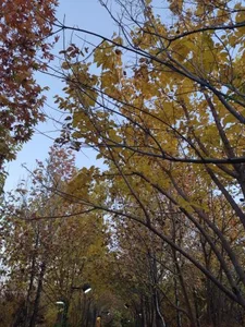 باغ خانواده 5