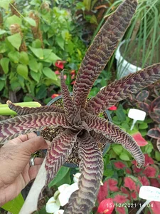 گلخانه نوتو کاکتوس