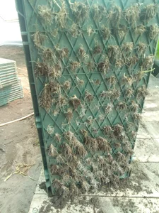 بانک نشاء برنج نوین کاشت
