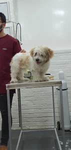 Novin Pet Cllinic کلینیک دامپزشکی نوین
