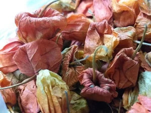 عطاری