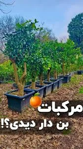 درختان پرتقال در باغ زیبای ترنج @baghtoranj.ir #باغ_ #باغ__ترنج  #باغ_ترنج_تنکابن #درختان_پرتقال #درختان_پرتقال_در_باغ_زیبای_ترنج