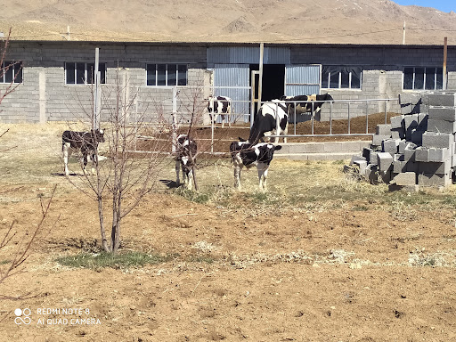 گاوداری کریمی