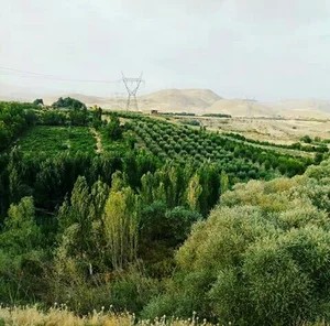 تجره سادات