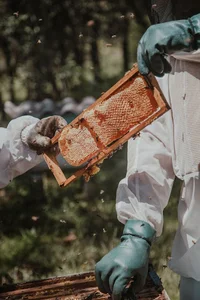 عسل فروشی میلاد بیگناه