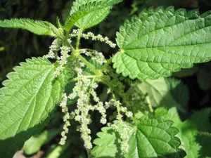 گزنه - ویکی‌پدیا