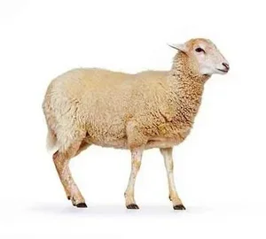 خرید و فروش دام در قزوین 2