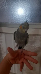 طوطی بانو