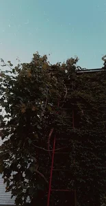 کافه درنا