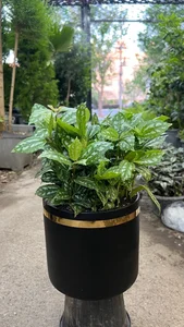 گل سرای علی اکبری 3