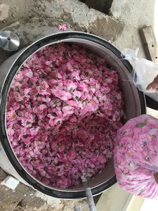 گلاب گیری سنتی برادران حسنی مقدم