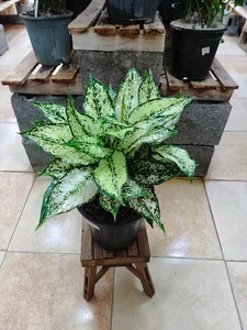 گلخانه اریکا