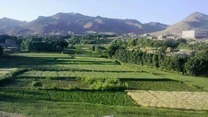 سرخ دیک