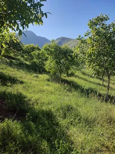 باغ گردو کوشاری«کمندان»