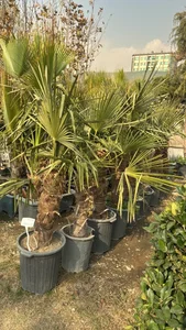 باغ گل ايران رز 4