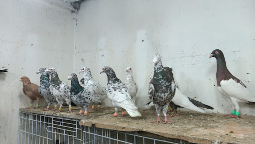 پرنده سرای دایی پوریا