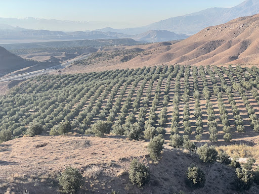 باغ زیتون فرجی