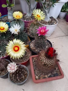 مارال کاکتوس