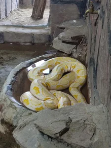 تونل خزندگان 3
