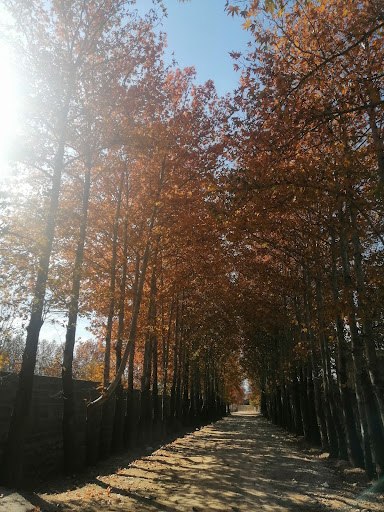کوچه چنار