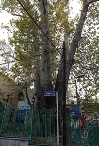 چنار تاریخی سوهانک 2