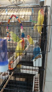 هایپرحیوانات