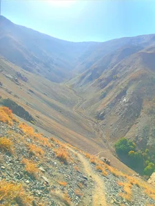 درخت جوز بوژان