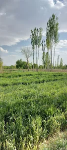 مسجد صاحب الزمان روستای فتح آباد